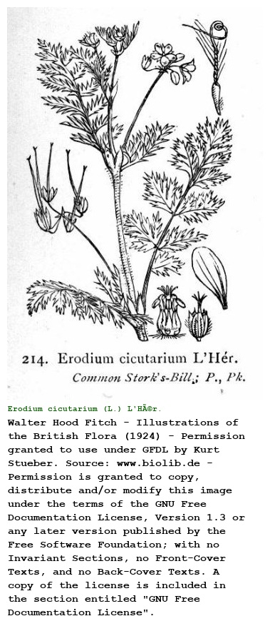Erodium cicutarium (L.) L'HÃ©r.